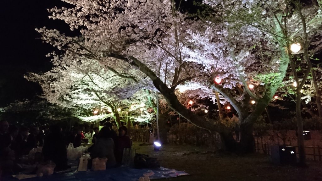 栗林公園の夜桜